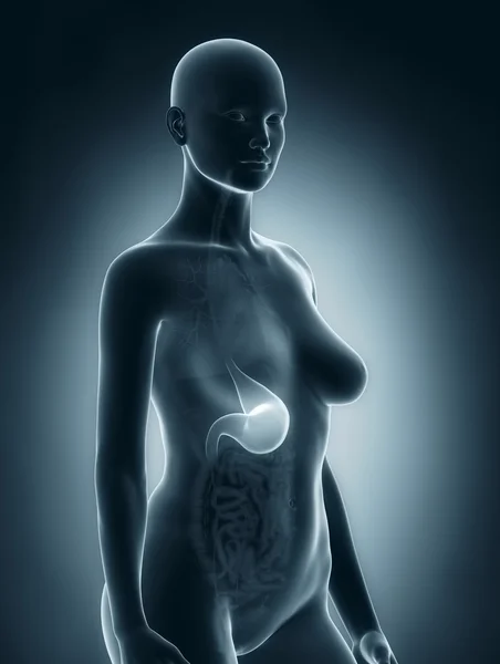 女性の胃の解剖学 — ストック写真