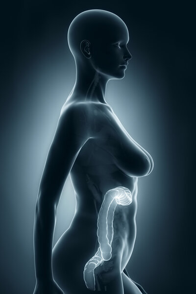 Woman colon anatomy
