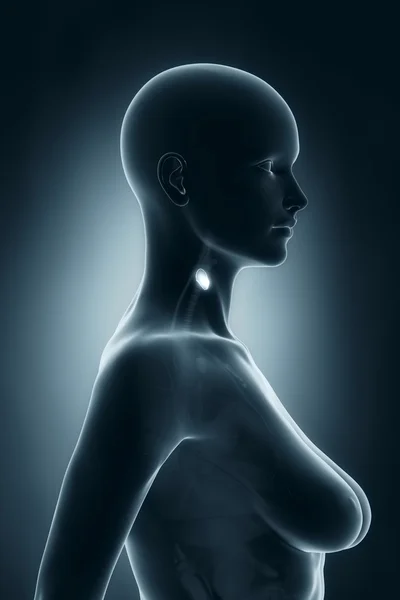 女人甲状腺解剖 — 图库照片