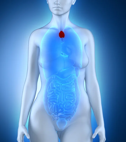 Woman thymus anatomy — Stock Photo, Image