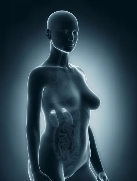 Weibliche Nebennieren-Anatomie — Stockfoto