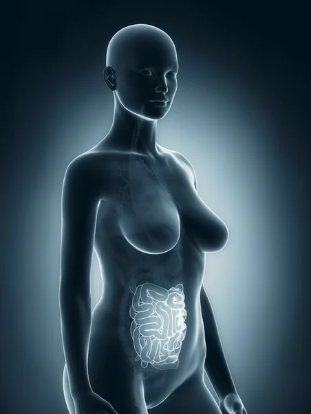 Kvinna tarmar anatomi röntgen — Stockfoto