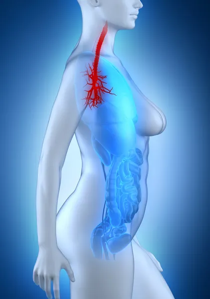 Kadın bronş ağaç anatomisi — Stok fotoğraf