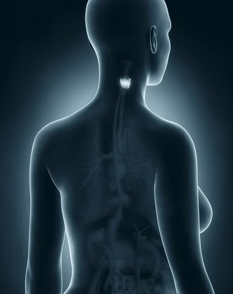 Woman larynx anatomy — Stock Photo, Image