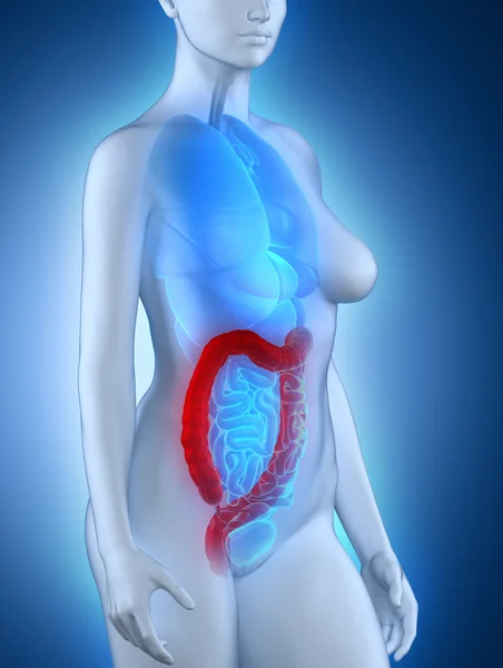 Woman colon anatomy — Stock Photo, Image