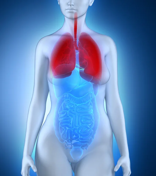 Woman respiratory system anatomy — Stock Photo, Image