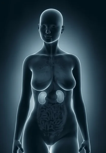 Anatomia dos rins da mulher — Fotografia de Stock