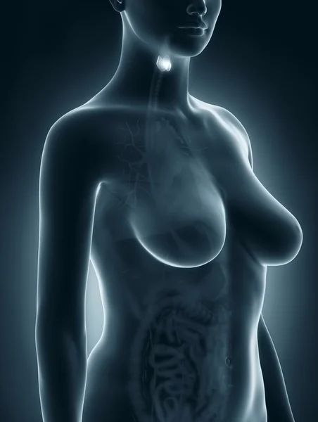 Kadın tiroid anatomisini — Stok fotoğraf
