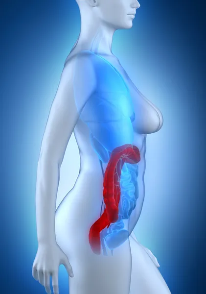 Anatomía del colon mujer — Foto de Stock