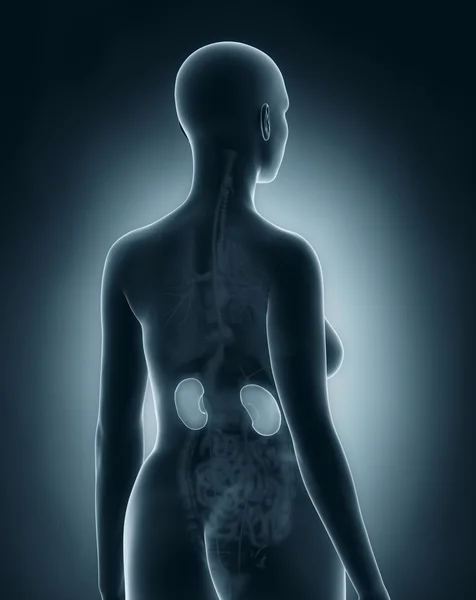 Anatomia dos rins da mulher — Fotografia de Stock