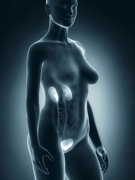Mulher anatomia do sistema urogenital — Fotografia de Stock