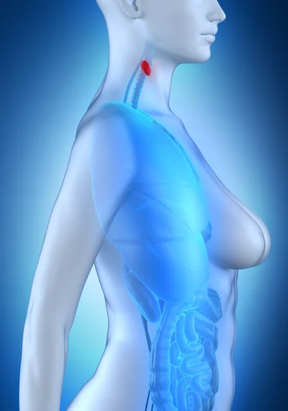 Mujer anatomía tiroidea — Foto de Stock