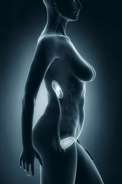 Woman urinary system anatomy — Stock Photo, Image