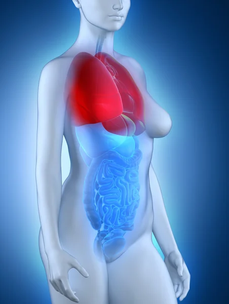 女性の肺の解剖学 — ストック写真