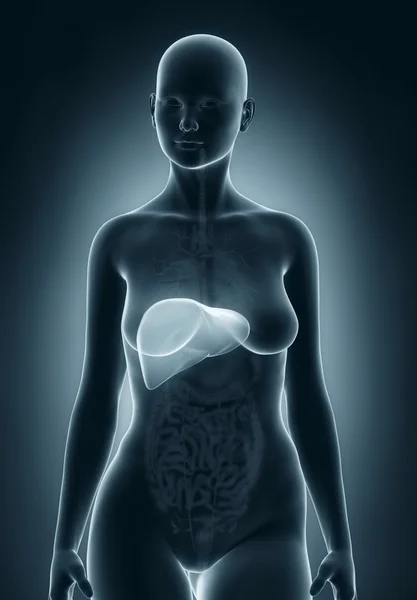 Womn karaciğer anatomisi — Stok fotoğraf