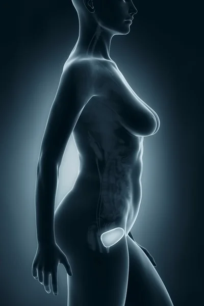 Vrouwelijke blaas anatomie — Stockfoto
