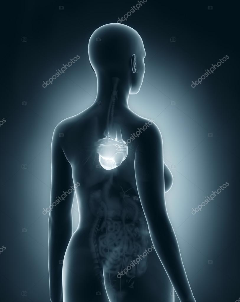 Woman heart anatomy — Stock Photo © CLIPAREA 33810817