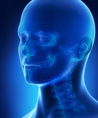 kafatası ve baş anatomisi