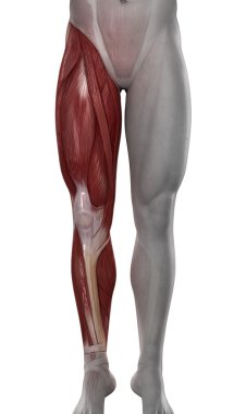 izole erkek bacak kas anatomisi