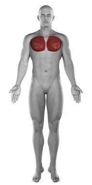 erkek musle göğüs anatomisi