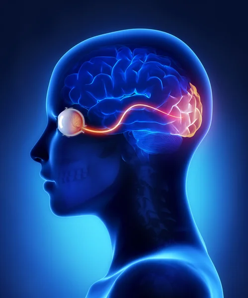 Eye and visual cortex nerves — Stock Photo, Image