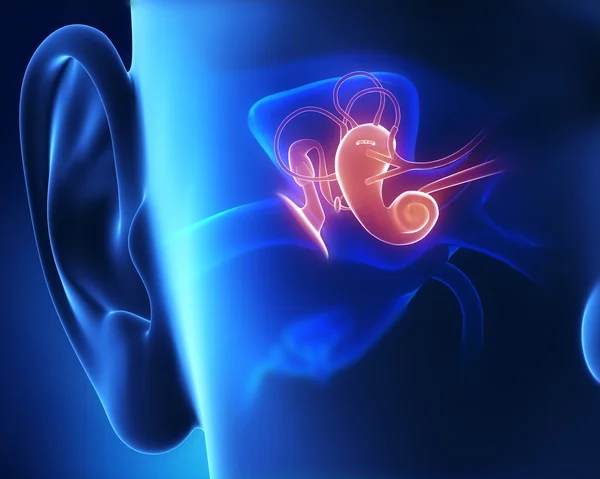 Middle ear anatomy — Stock Photo, Image