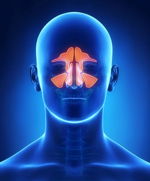 Sinuses anatomy — Stock Photo, Image