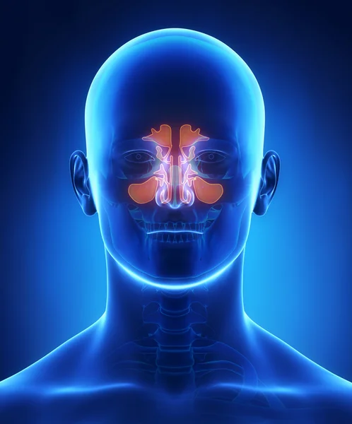 Sinus anatomy — Stock Photo, Image