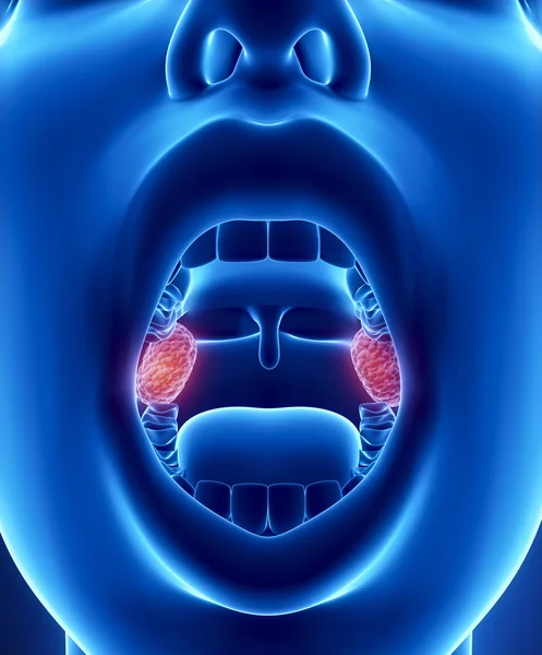 Anatomia migdałki — Zdjęcie stockowe