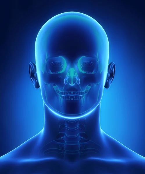 Anatomie von Kopf und Schädel — Stockfoto