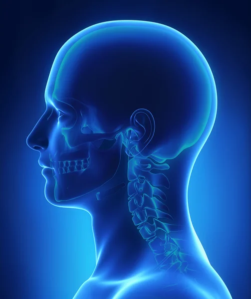 Anatomia głowy i czaszki — Zdjęcie stockowe