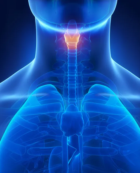 Larynx x-ray anatomy blue — Stock Photo, Image