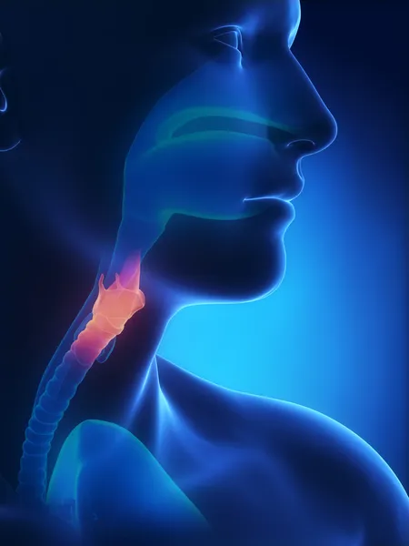 喉頭 x 線解剖ブルー — ストック写真