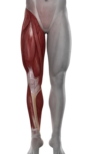 Male leg muscles anatomy isolated — Stock Photo, Image