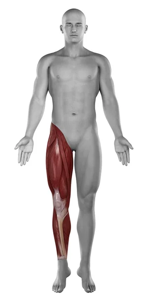 Männliche Beinmuskeln Anatomie isoliert — Stockfoto
