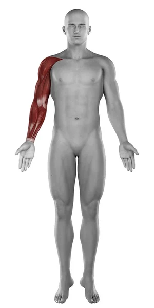 Männliche Armmuskeln Antomie isoliert — Stockfoto
