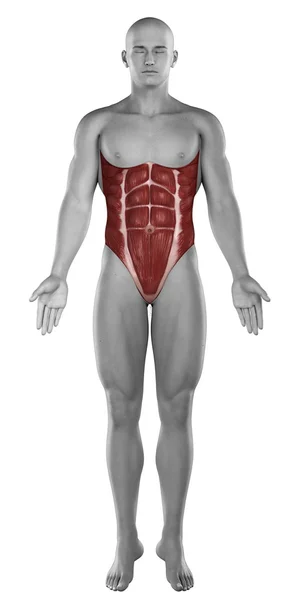 Anatomie musculaire abdominale masculine isolée — Photo