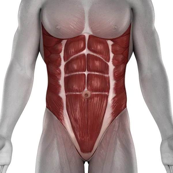 Anatomie musculaire abdominale masculine isolée — Photo