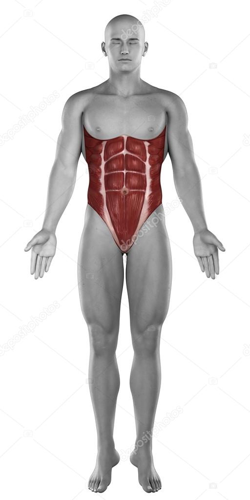 Male abdomen muscles anatomy isolated