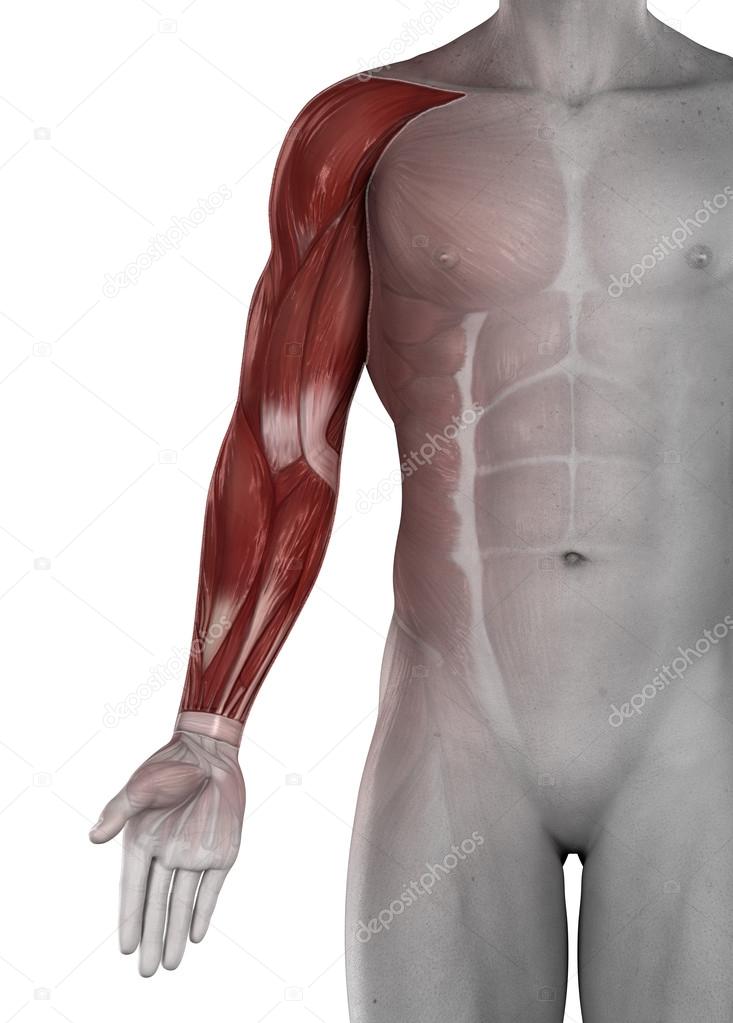 Male arm hand muscles antomy isolated