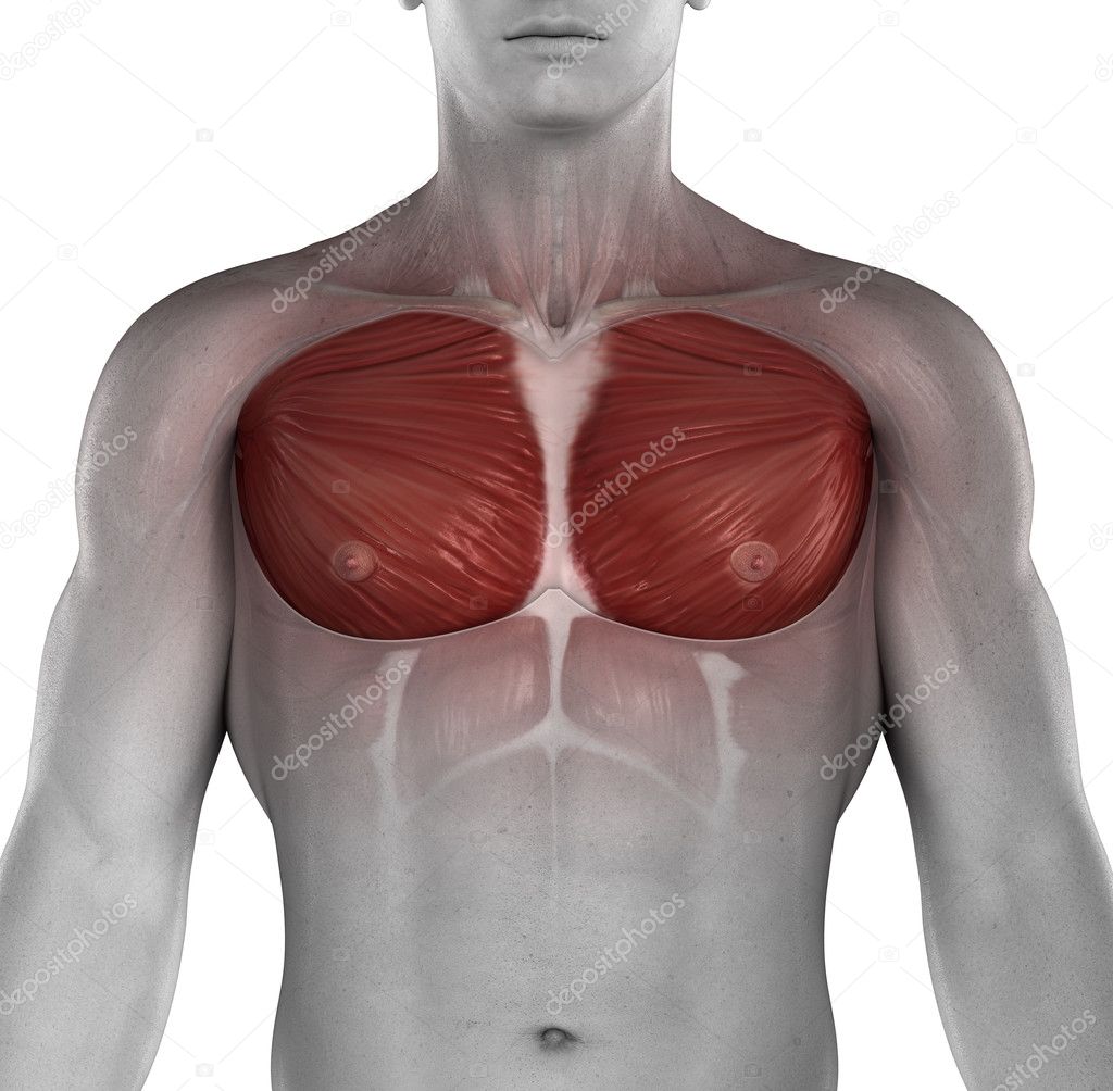 Male musle chest anatomy