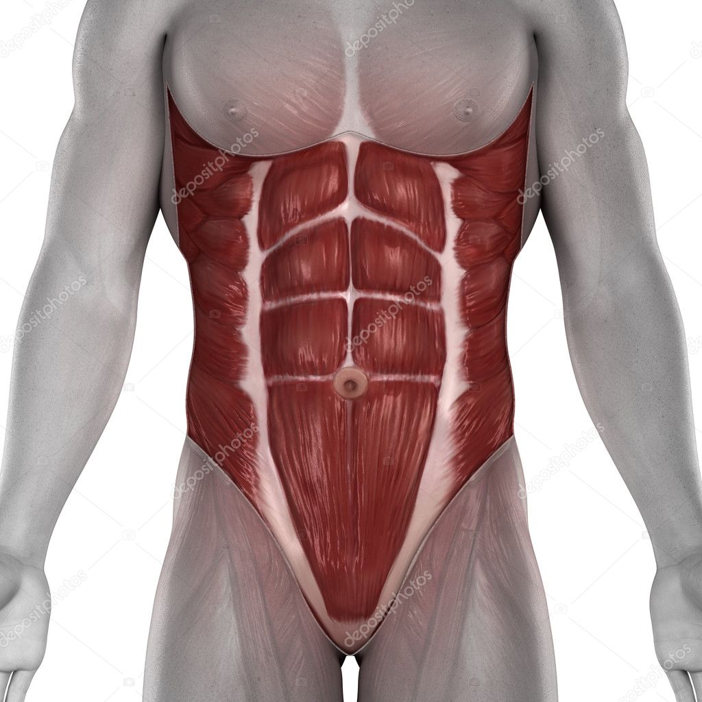 Male abdomen muscles anatomy isolated