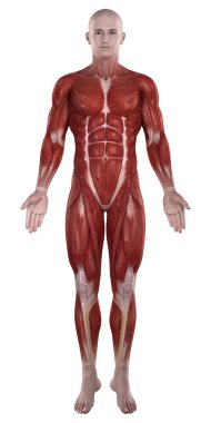 adam kas anatomisi