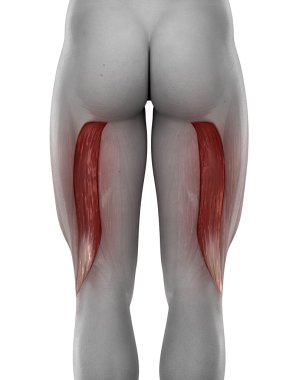 erkek pazı kemiği anatomisi