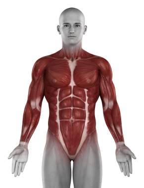 adam kas anatomisi