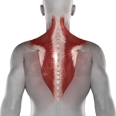 erkek trapezius kas