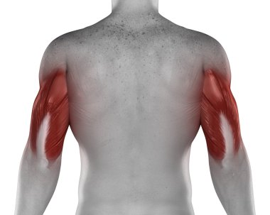 triceps erkek kasları