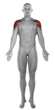 erkek Deltoid kas