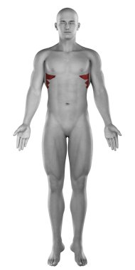 SERRATUS erkek kas anatomisi
