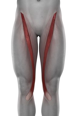 Sartorius erkek kas anatomisi
